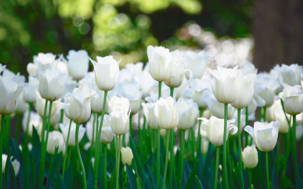 White Tulips in a field